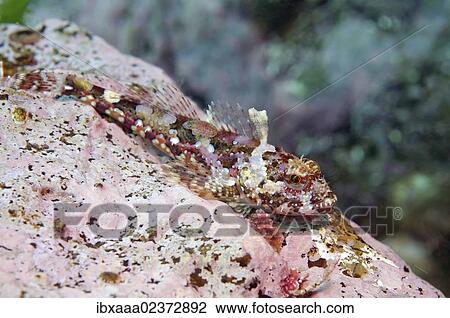 "Elegant sculpin (Bero elegans), Japan Sea, Far East, Primorsky Krai, Russian Federation" View Large Photo Image Stock Image - "Elegant sculpin (Bero elegans), Japan Sea, Far East, Primorsky Krai, Russian Federation". Fotosearch