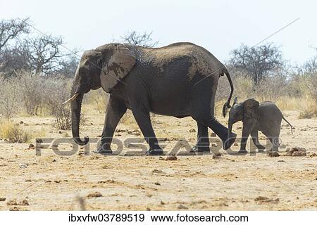 Stock Photo - "Elephant cow with a calf, African Bush Elephants (Loxodonta africana), Etosha National Park, Namibia, Africa". Fotosearch