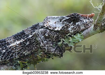 "Elephant-eared Chameleon or Short-horned Chameleon (Calumma brevicornis), Madagascar, Africa" View Large Photo Image Stock Photo - "Elephant-eared Chameleon or Short-horned Chameleon (Calumma brevicornis), Madagascar, Africa". Fotosearch