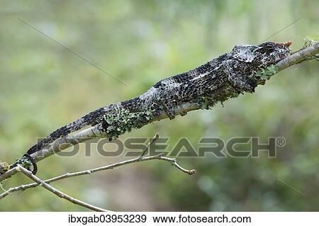 Stock Photo - "Elephant-eared Chameleon or Short-horned Chameleon (Calumma brevicornis), Madagascar, Africa". Fotosearch