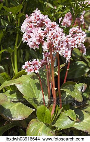 "Elephant-eared saxifrage (Bergenia purpurascens), flowers, Baden-Wurttemberg, Germany, Europe" View Large Photo Image Picture - "Elephant-eared saxifrage (Bergenia purpurascens), flowers, Baden-Wurttemberg, Germany, Europe". Fotosearch