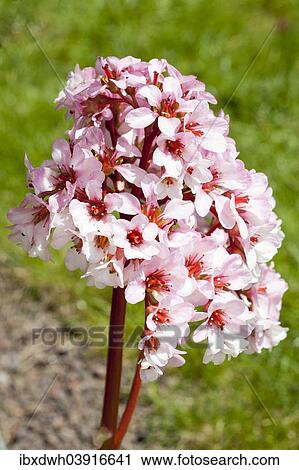 "Elephant-eared saxifrage (Bergenia purpurascens), flowers, Baden-Wurttemberg, Germany, Europe" View Large Photo Image Stock Image - "Elephant-eared saxifrage (Bergenia purpurascens), flowers, Baden-Wurttemberg, Germany, Europe". Fotosearch