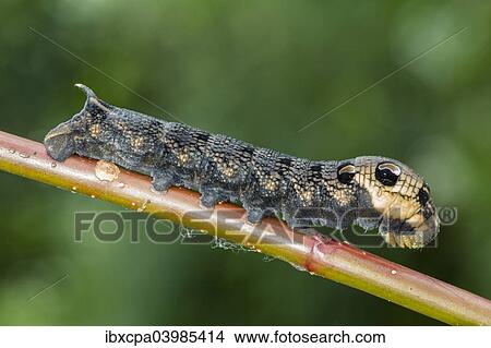 Picture - "Elephant Hawk-moth (Deilephila elpenor), caterpillar, Natters, Tyrol, Austria, Europe". Fotosearch