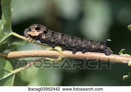 "Elephant Hawk-moth (Deilephila elpenor), caterpillar, Hesse, Germany, Europe" View Large Photo Image Stock Image - "Elephant Hawk-moth (Deilephila elpenor), caterpillar, Hesse, Germany, Europe". Fotosearch
