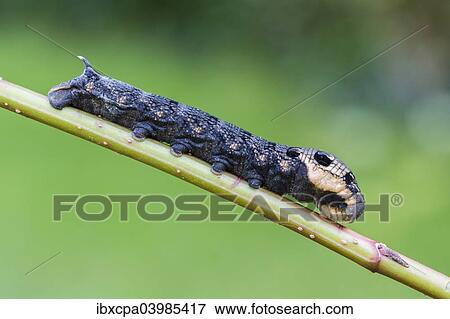 "Elephant Hawk-moth (Deilephila elpenor), caterpillar, Natters, Tyrol, Austria, Europe" View Large Photo Image Stock Photo - "Elephant Hawk-moth (Deilephila elpenor), caterpillar, Natters, Tyrol, Austria, Europe". Fotosearch