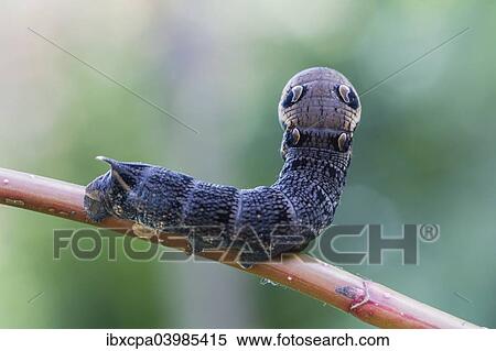 "Elephant Hawk-moth (Deilephila elpenor), caterpillar, Natters, Tyrol, Austria, Europe" View Large Photo Image Stock Photography - "Elephant Hawk-moth (Deilephila elpenor), caterpillar, Natters, Tyrol, Austria, Europe". Fotosearch