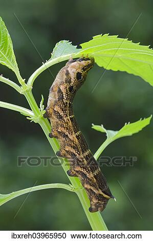 Stock Image - "Elephant Hawk-moth (Pergesa elpenor, Deilephila elpenor), caterpillar, Tyrol, Austria, Europe". Fotosearch