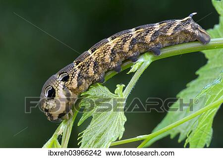 Stock Image - "Elephant Hawk-moth (Pergesa elpenor, Deilephila elpenor), caterpillar, Tyrol, Austria, Europe". Fotosearch