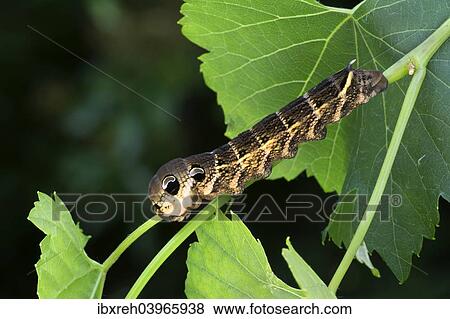 Stock Photo - "Elephant Hawk-moth (Pergesa elpenor, Deilephila elpenor), caterpillar, Tyrol, Austria, Europe". Fotosearch
