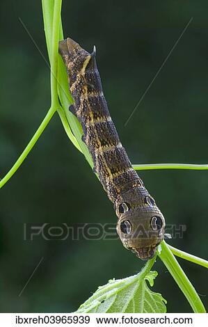 "Elephant Hawk-moth (Pergesa elpenor, Deilephila elpenor), caterpillar, Tyrol, Austria, Europe" View Large Photo Image Stock Photo - "Elephant Hawk-moth (Pergesa elpenor, Deilephila elpenor), caterpillar, Tyrol, Austria, Europe". Fotosearch
