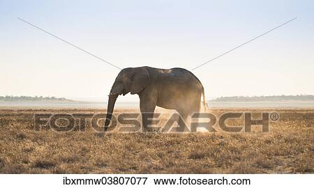 "Elephant in the evening light on dry grassland, African Elephant (Loxodonta africana), Etosha National Park, Namibia, Africa" View Large Photo Image Stock Photo - "Elephant in the evening light on dry grassland, African Elephant (Loxodonta africana), Etosha National Park, Namibia, Africa". Fotosearch