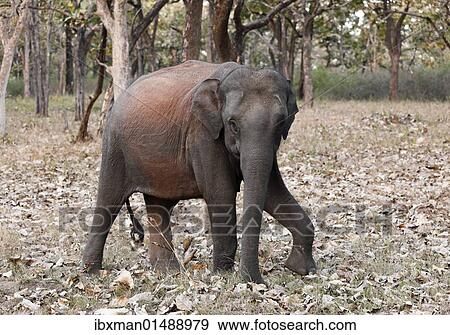 "Elephant in the forest, Asian or Asiatic elephant (Elephas maximus), Mudumalai National Park, Tamil Nadu, Tamilnadu, South India, India, South Asia, Asia" View Large Photo Image Stock Photo - "Elephant in the forest, Asian or Asiatic elephant (Elephas maximus), Mudumalai National Park, Tamil Nadu, Tamilnadu, South India, India, South Asia, Asia". Fotosearch