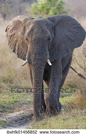 "Elephant (Loxodonta africana), Mudumu National Park, Namibia, Africa" View Large Photo Image Stock Image - "Elephant (Loxodonta africana), Mudumu National Park, Namibia, Africa". Fotosearch