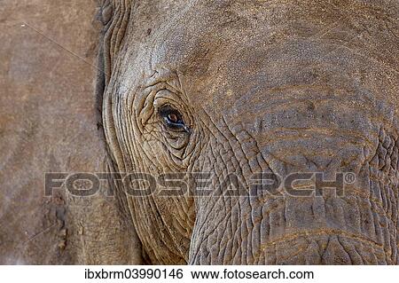 "Elephant (Loxodonta africana), South Africa, Africa" View Large Photo Image Stock Photograph - "Elephant (Loxodonta africana), South Africa, Africa". Fotosearch