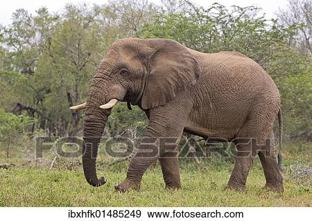 Stock Photo - "Elephant (Loxodonta africana), Hluhluwe-Imfolozi National Park, South Africa, Africa". Fotosearch