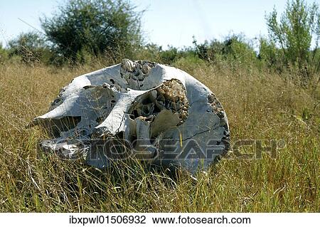 "Elephant skull, African elephant (Loxodonta africana), Okavango Delta, Botswana, Africa" View Large Photo Image Stock Image - "Elephant skull, African elephant (Loxodonta africana), Okavango Delta, Botswana, Africa". Fotosearch