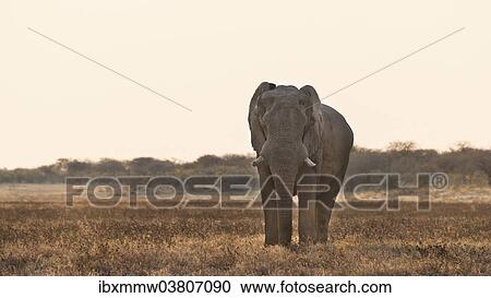 "Elephant walking in dry grasslands, African Elephant (Loxodonta africana), Etosha National Park, Namibia, Africa" View Large Photo Image Stock Image - "Elephant walking in dry grasslands, African Elephant (Loxodonta africana), Etosha National Park, Namibia, Africa". Fotosearch