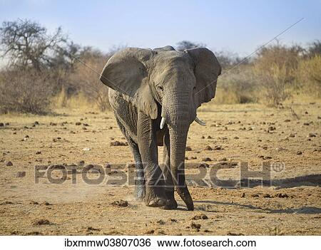 "Elephant walking on dusty ground, African Elephant (Loxodonta africana), Etosha National Park, Namibia, Africa" View Large Photo Image Stock Photograph - "Elephant walking on dusty ground, African Elephant (Loxodonta africana), Etosha National Park, Namibia, Africa". Fotosearch