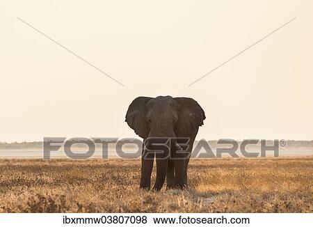 "Elephant walking over the dry grasslands, African Elephant (Loxodonta africana), Etosha National Park, Namibia, Africa" View Large Photo Image Stock Photo - "Elephant walking over the dry grasslands, African Elephant (Loxodonta africana), Etosha National Park, Namibia, Africa". Fotosearch