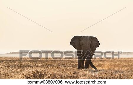 Stock Photograph - "Elephant walking over the dry grasslands, African Elephant (Loxodonta africana), Etosha National Park, Namibia, Africa". Fotosearch