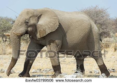 "Elephant walking with wet feet over dry grassland, African Bush Elephant (Loxodonta africana), Etosha National Park, Namibia, Africa" View Large Photo Image Stock Photograph - "Elephant walking with wet feet over dry grassland, African Bush Elephant (Loxodonta africana), Etosha National Park, Namibia, Africa". Fotosearch