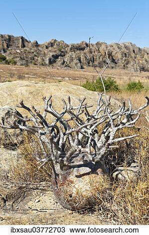 "Elephant's Foot Plant (Pachypodium rosulatum), Isalo National Park, at Ranohira, Madagascar, Africa" View Large Photo Image Stock Image - "Elephant's Foot Plant (Pachypodium rosulatum), Isalo National Park, at Ranohira, Madagascar, Africa". Fotosearch