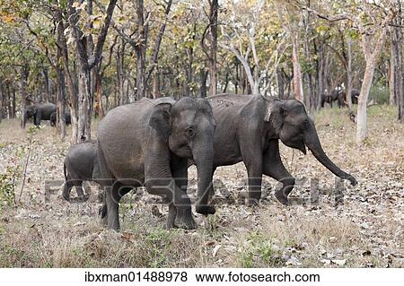 "Elephants in the forest, Asian or Asiatic elephant (Elephas maximus), Mudumalai National Park, Tamil Nadu, Tamilnadu, South India, India, South Asia, Asia" View Large Photo Image Stock Photo - "Elephants in the forest, Asian or Asiatic elephant (Elephas maximus), Mudumalai National Park, Tamil Nadu, Tamilnadu, South India, India, South Asia, Asia". Fotosearch
