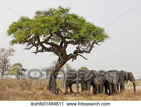 "Elephants (Loxodonta africana), Chobe National Park, Botswana, Africa" View Large Photo Image Stock Image - "Elephants (Loxodonta africana), Chobe National Park, Botswana, Africa". Fotosearch
