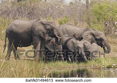 "Elephants (Loxodonta africana), Mudumu National Park, Namibia, Africa" View Large Photo Image Stock Image - "Elephants (Loxodonta africana), Mudumu National Park, Namibia, Africa". Fotosearch