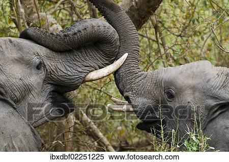 "Elephants (Loxodonta africana) playing, Kruger National Park, Limpopo, South Africa, Africa" View Large Photo Image Stock Photography - "Elephants (Loxodonta africana) playing, Kruger National Park, Limpopo, South Africa, Africa". Fotosearch