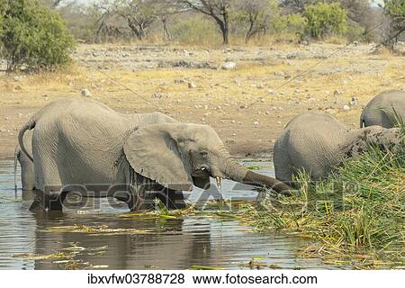 "Elephants standing in the water drinking, African Elephants (Loxodonta africana), Koinachas waterhole, Etosha National Park, Namibia, Africa" View Large Photo Image Stock Photo - "Elephants standing in the water drinking, African Elephants (Loxodonta africana), Koinachas waterhole, Etosha National Park, Namibia, Africa". Fotosearch