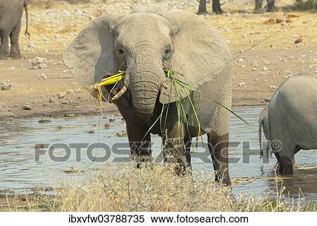 "Elephants standing in the water drinking and feeding, African Elephants (Loxodonta africana), Koinachas waterhole, Etosha National Park, Namibia, Africa" View Large Photo Image Stock Photography - "Elephants standing in the water drinking and feeding, African Elephants (Loxodonta africana), Koinachas waterhole, Etosha National Park, Namibia, Africa". Fotosearch