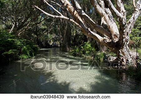 "Eli Creek, Fraser Island, Queensland, Australia, Oceania" View Large Photo Image Stock Photo - "Eli Creek, Fraser Island, Queensland, Australia, Oceania". Fotosearch