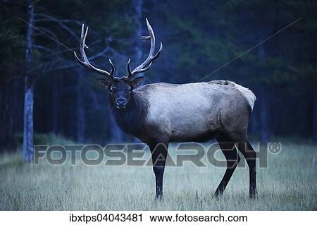 "Elk (Cervus canadensis), Banff National Park, Alberta Province, Canada, North America" View Large Photo Image Stock Image - "Elk (Cervus canadensis), Banff National Park, Alberta Province, Canada, North America". Fotosearch