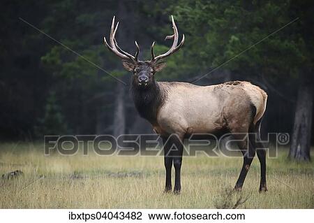 Stock Image - "Elk (Cervus canadensis), Banff National Park, Alberta Province, Canada, North America". Fotosearch