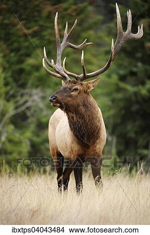 "Elk (Cervus canadensis), Jasper National Park, Alberta Province, Canada, North America" View Large Photo Image Picture - "Elk (Cervus canadensis), Jasper National Park, Alberta Province, Canada, North America". Fotosearch