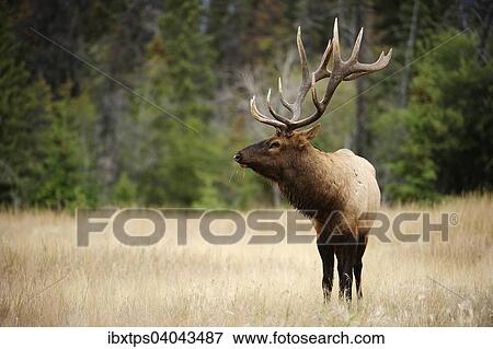 Stock Photo - "Elk (Cervus canadensis), Jasper National Park, Alberta Province, Canada, North America". Fotosearch