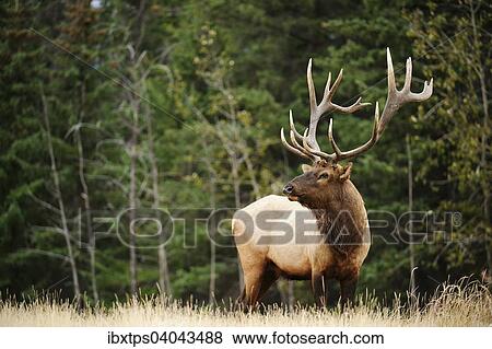 "Elk (Cervus canadensis) standing, Jasper National Park, Alberta Province, Canada, North America" View Large Photo Image Stock Photo - "Elk (Cervus canadensis) standing, Jasper National Park, Alberta Province, Canada, North America". Fotosearch