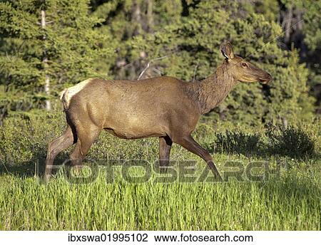 "Elk, wapiti (Cervus canadensis), female, cow, Yukon Territory, Canada, North America" View Large Photo Image Stock Image - "Elk, wapiti (Cervus canadensis), female, cow, Yukon Territory, Canada, North America". Fotosearch