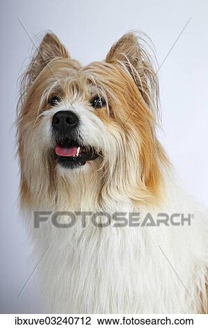 "Elo, male, portrait, Germany, Europe" View Large Photo Image Stock Image - "Elo, male, portrait, Germany, Europe". Fotosearch