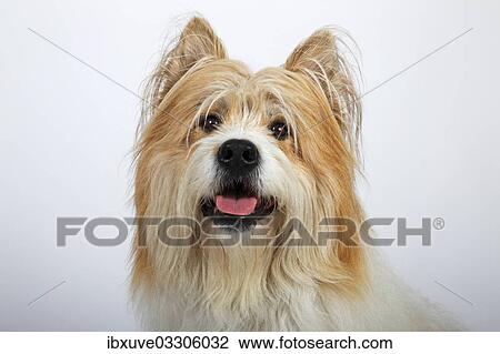 "Elo or Great Elo breed of dog, male, portrait, Germany, Europe" View Large Photo Image Stock Image - "Elo or Great Elo breed of dog, male, portrait, Germany, Europe". Fotosearch