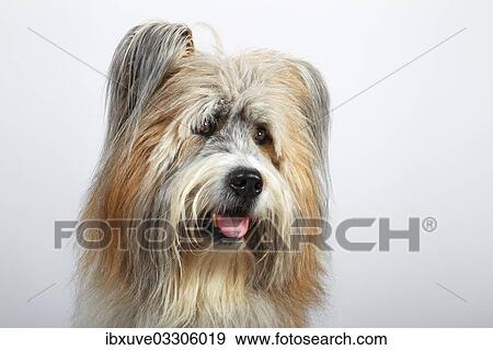 "Elo or Great Elo breed of dog, male, portrait, Germany, Europe" View Large Photo Image Stock Photo - "Elo or Great Elo breed of dog, male, portrait, Germany, Europe". Fotosearch