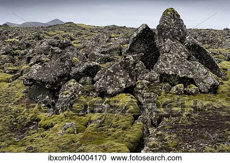 "Elongate Rock Moss (Niphotrichum elongatum) growing in a lava field, Reykjanesskagi, Southern Peninsula or Reykjanes, Iceland, Europe" View Large Photo Image Stock Image - "Elongate Rock Moss (Niphotrichum elongatum) growing in a lava field, Reykjanesskagi, Southern Peninsula or Reykjanes, Iceland, Europe". Fotosearch
