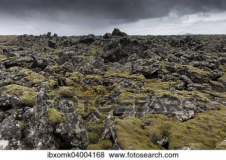 "Elongate Rock Moss (Niphotrichum elongatum) growing in a lava field, Reykjanesskagi, Southern Peninsula or Reykjanes, Iceland, Europe" View Large Photo Image Stock Photo - "Elongate Rock Moss (Niphotrichum elongatum) growing in a lava field, Reykjanesskagi, Southern Peninsula or Reykjanes, Iceland, Europe". Fotosearch