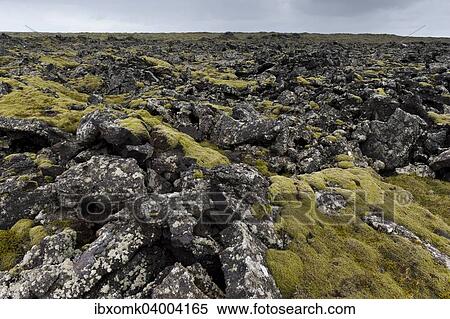 "Elongate Rock Moss (Niphotrichum elongatum) growing in a lava field, Reykjanesskagi, Southern Peninsula or Reykjanes, Iceland, Europe" View Large Photo Image Stock Photography - "Elongate Rock Moss (Niphotrichum elongatum) growing in a lava field, Reykjanesskagi, Southern Peninsula or Reykjanes, Iceland, Europe". Fotosearch