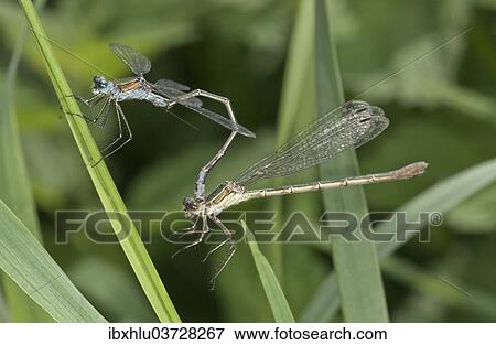 "Emerald Damselflies (Lestes sponsa), couple, Baden-Wurttemberg, Germany, Europe" View Large Photo Image Stock Photo - "Emerald Damselflies (Lestes sponsa), couple, Baden-Wurttemberg, Germany, Europe". Fotosearch