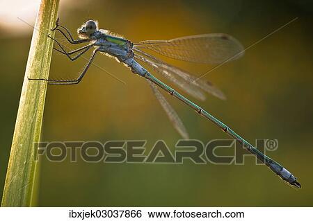 "Emerald Damselfly (Lestes sp. ), Spreeaue, Cottbus, Brandenburg, Germany, Europe" View Large Photo Image Stock Photograph - "Emerald Damselfly (Lestes sp. ), Spreeaue, Cottbus, Brandenburg, Germany, Europe". Fotosearch