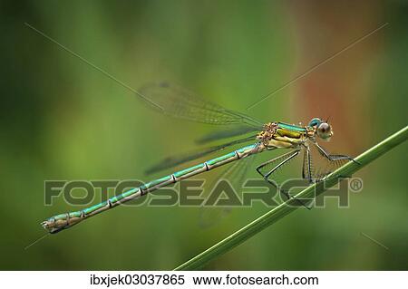 "Emerald Damselfly (Lestes spec. ), Spreeaue, Cottbus, Brandenburg, Germany, Europe" View Large Photo Image Stock Photography - "Emerald Damselfly (Lestes spec. ), Spreeaue, Cottbus, Brandenburg, Germany, Europe". Fotosearch