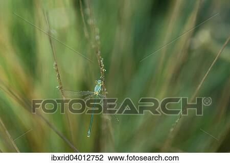 "Emerald Damselfly (Lestes sponsa) on a blade of grass, Grosses Veen, North Rhine-Westphalia, Germany, Europe" View Large Photo Image Stock Image - "Emerald Damselfly (Lestes sponsa) on a blade of grass, Grosses Veen, North Rhine-Westphalia, Germany, Europe". Fotosearch