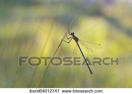 "Emerald Damselfly (Lestes sponsa) on a blade of grass, Grosses Veen, North Rhine-Westphalia, Germany, Europe" View Large Photo Image Stock Photo - "Emerald Damselfly (Lestes sponsa) on a blade of grass, Grosses Veen, North Rhine-Westphalia, Germany, Europe". Fotosearch